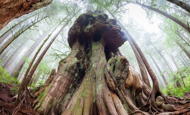 Save the last of Canada's old growth forests
